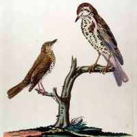 VÖGEL.- Drossel. Bild 1
