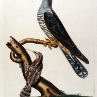 VÖGEL. - Kuckuck. Picture 1