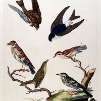 VÖGEL. - Lerche. Picture 1