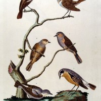 VÖGEL. - Nachtigall. Picture 1