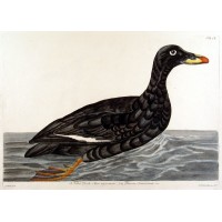VÖGEL. - Sammetente. Picture 1