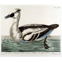 VÖGEL. - Ente. Picture 1