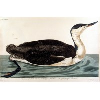 VÖGEL. - Taucher. Bild 1