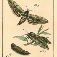 SCHMETTERLINGE. - Ligusterschwärmer. Bild 1