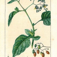 HEILPFLANZEN. - Bittersüßer Nachtschatten. Bild 1