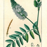 HEILPFLANZEN. - Galéga. Bild 1