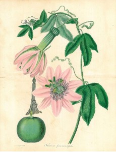 Picture 1
