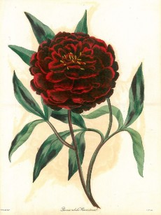 Picture 1