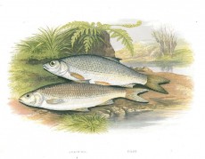 Picture 1