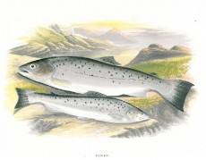 Picture 1