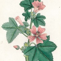 Picture 1