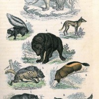 Martin, F. Picture 1