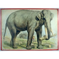 ELEFANT. Picture 1