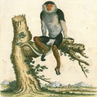 AFFE. - Kleideraffe. Picture 1