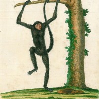 AFFE. - Rotgesichtsklammeraffe. Bild 1