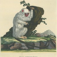 AFFE. - Silberäffchen. Picture 1