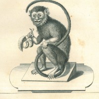 AFFE. - Rothandtamarin. Bild 1