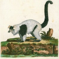 AFFE. - Lemur. - Mohrenmaki. Picture 1