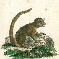 AFFE. - Lemur. - Östlicher Wollmaki. Bild 1