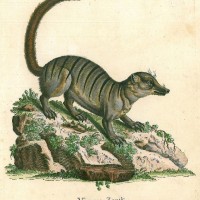 ZIBETKATZE. Bild 1