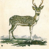 HIRSCH. - Axishirsch. Bild 1