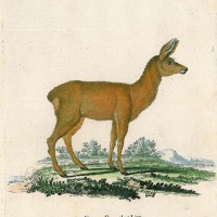 HIRSCH. - Reh. Picture 1