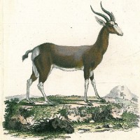 ANTILOPE. - Buntbock. Bild 1