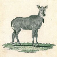 ANTILOPE. - Nilgauantilope. Picture 1