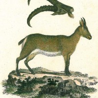 ZIEGE. - Steinbock. Picture 1