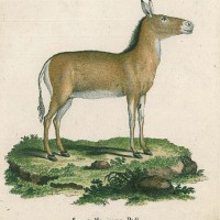 PFERDE. - Esel. Bild 1
