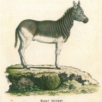 PFERDE. - Quagga. Bild 1