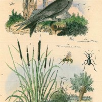 VÖGEL. - Schwalbe. Bild 1
