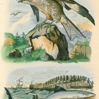 VÖGEL. - Milane. Bild 1