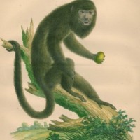 AFFE. - Brüllaffe. Bild 1