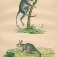 AFFE. - Galago. Picture 1