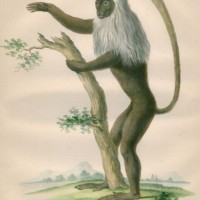 AFFE. - Perückenaffe. Bild 1