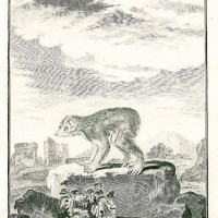 AFFE. - Faulaffe. Bild 1
