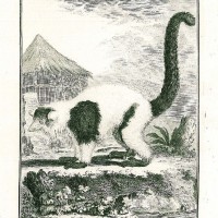 AFFE. - Lemur. - Mohrenmaki. Bild 1