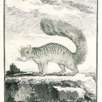 NAGETIERE. - Eichhörnchen. Bild 1