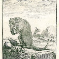 OPOSSUM. Bild 1