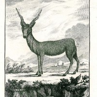 ANTILOPE. Picture 1