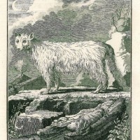 HUNDE. - Polarfuchs. Picture 1