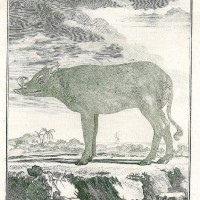 SCHWEIN. - Hirschheber. Picture 1