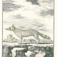 HUNDE. - Schakal. Picture 1