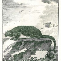 NAGETIERE. - Gleithörnchen. Bild 1