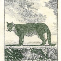 PUMA. Bild 1