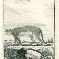 PUMA. Bild 1