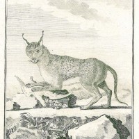 KARAKAL. Bild 1