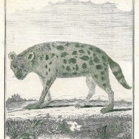 HYÄNE. Bild 1
