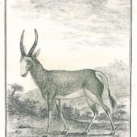 ANTILOPE. - Buntbock. Picture 1
